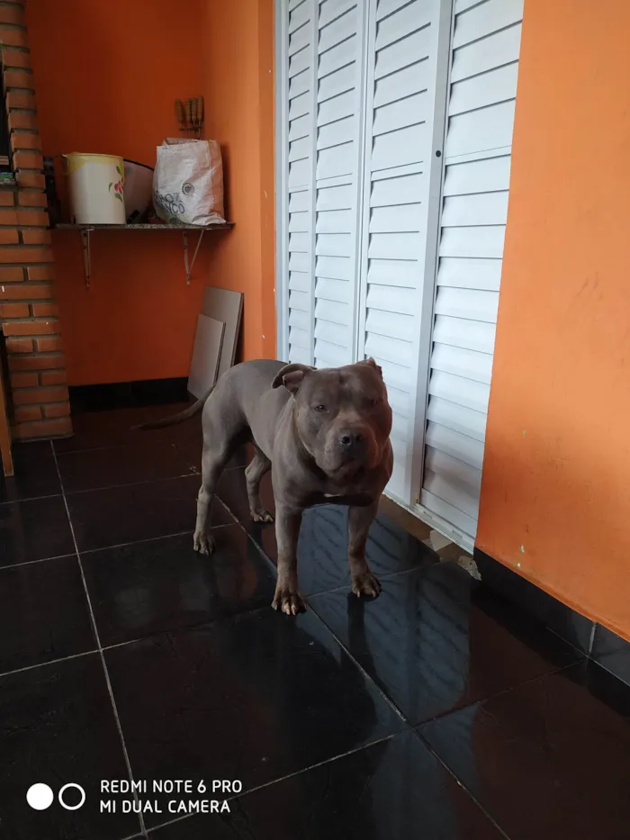 Cachorro raça América Staffordshire Terrier idade 2 anos nome Horus