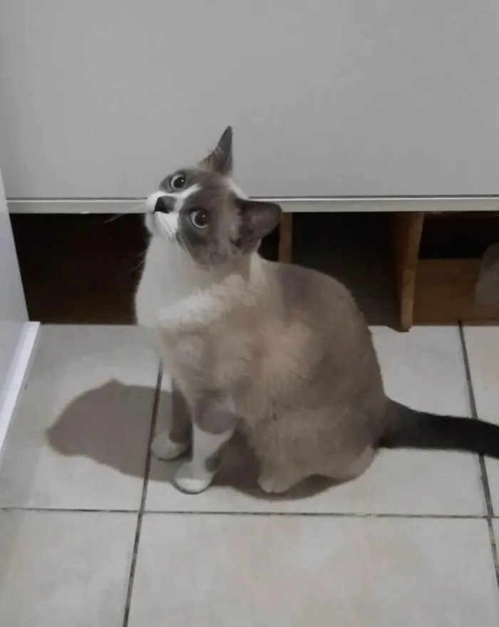 Gato raça SRD-ViraLata idade 1 ano nome Hannah