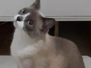 Gato raça SRD-ViraLata idade 1 ano nome Hannah