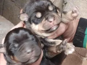 Cachorro raça Pitwill idade Abaixo de 2 meses nome Resenaicido 