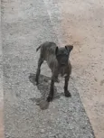 Princesa