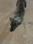 Princesa