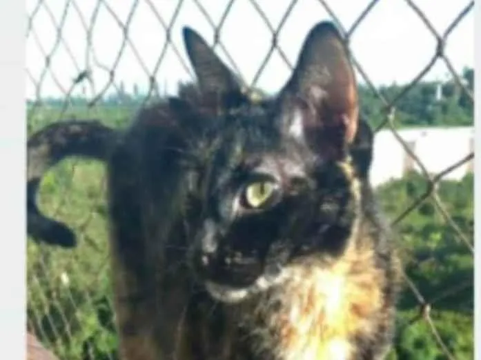 Gato ra a srd escaminha rosét  idade 5 anos nome MAG