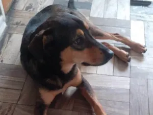 Cachorro raça SRD-ViraLata idade  nome Max