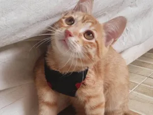 Gato raça Srd idade 2 a 6 meses nome Max