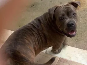 Cachorro raça Pit-Bull idade 1 ano nome Pack