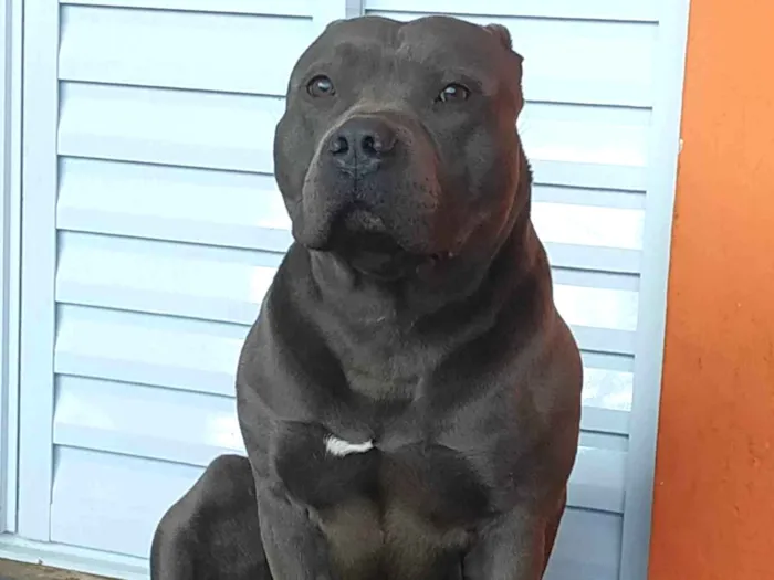 Cachorro raça América Staffordshire Terrier idade 2 anos nome Horus