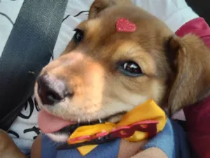Cachorro raça SRD-ViraLata idade 2 a 6 meses nome BARTHÔ