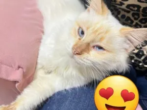 Gato raça SRD-ViraLata idade 2 anos nome CLARA