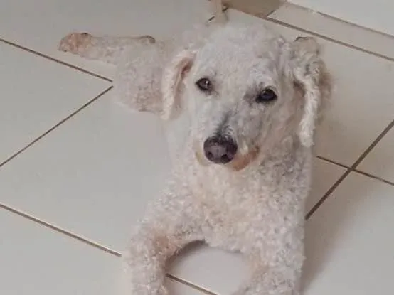 Cachorro ra a Poddle  idade 6 ou mais anos nome GRATIFICA - Pingo