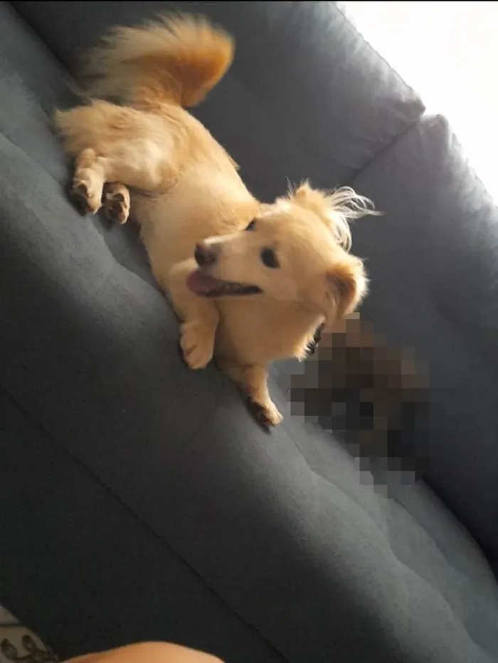 Cachorro raça SRD-ViraLata idade 1 ano nome Duque 
