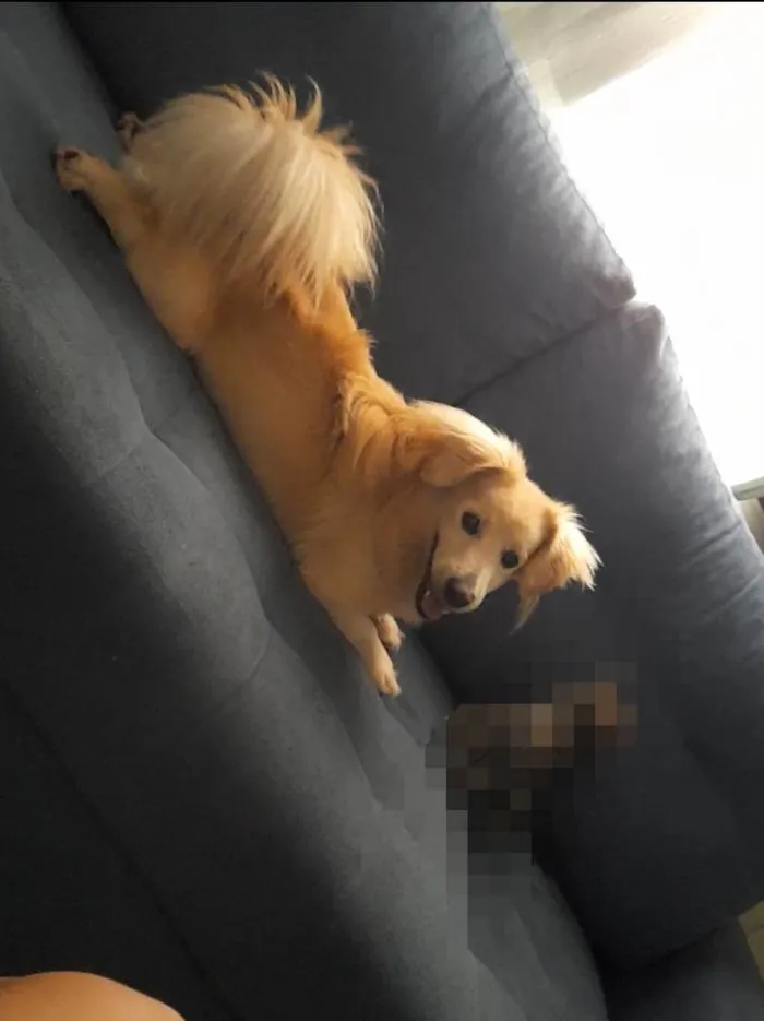 Cachorro raça SRD-ViraLata idade 1 ano nome Duque 