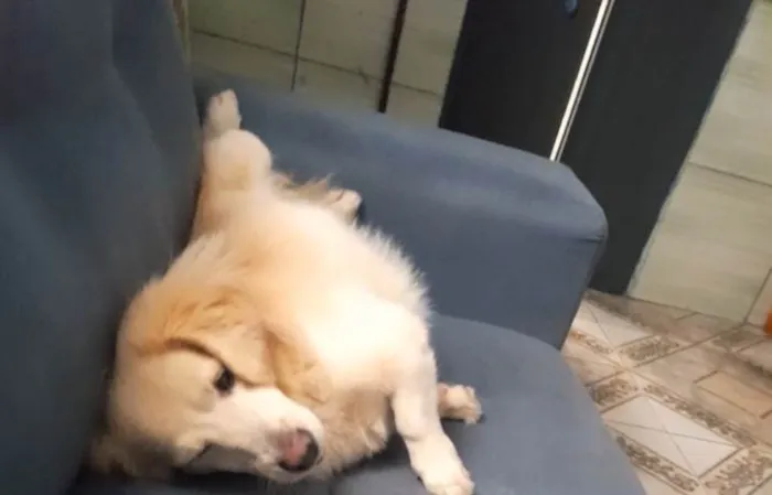 Cachorro raça SRD-ViraLata idade 1 ano nome Duque 