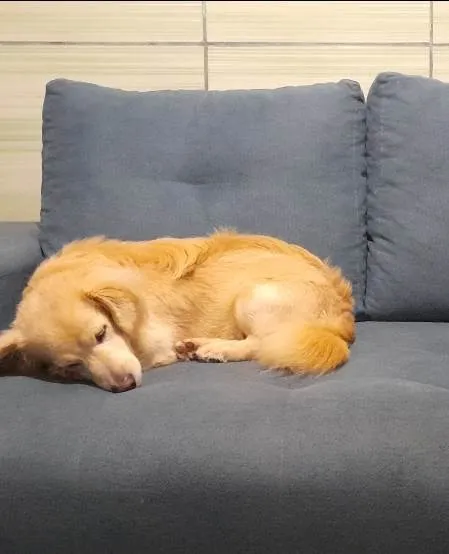 Cachorro raça SRD-ViraLata idade 1 ano nome Duque 