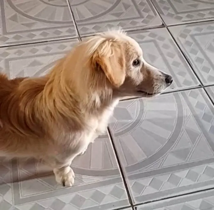 Cachorro raça SRD-ViraLata idade 1 ano nome Duque 
