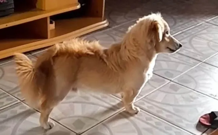 Cachorro raça SRD-ViraLata idade 1 ano nome Duque 