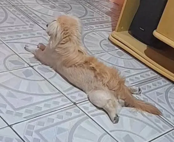 Cachorro raça SRD-ViraLata idade 1 ano nome Duque 