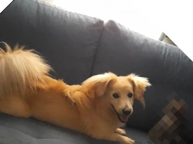 Cachorro raça SRD-ViraLata idade 1 ano nome Duque 
