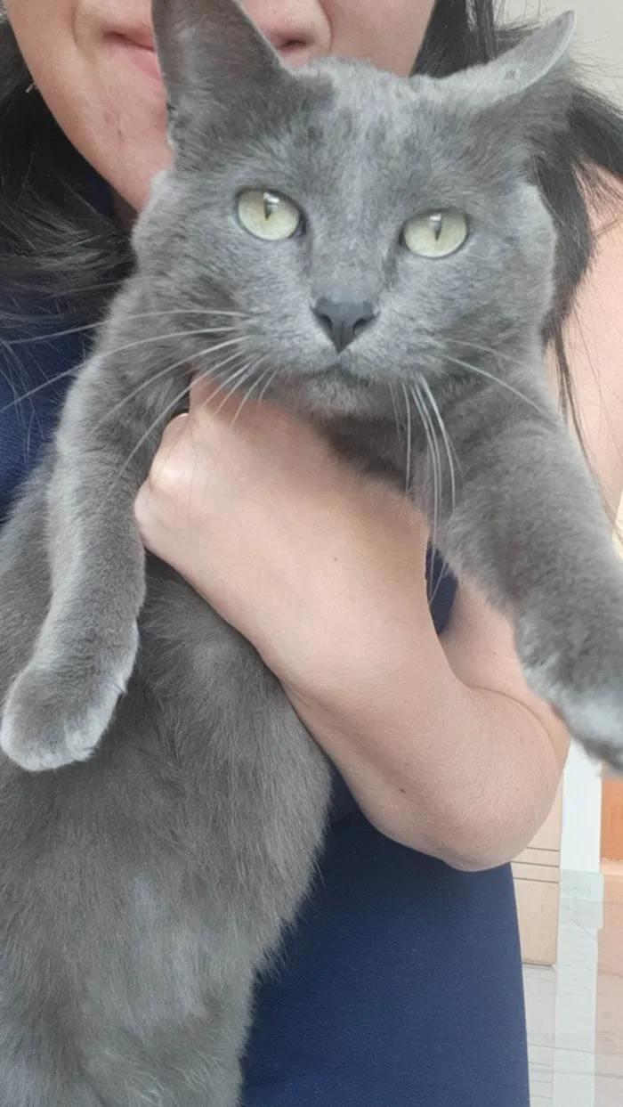 Gato raça  idade 2 anos nome J e A