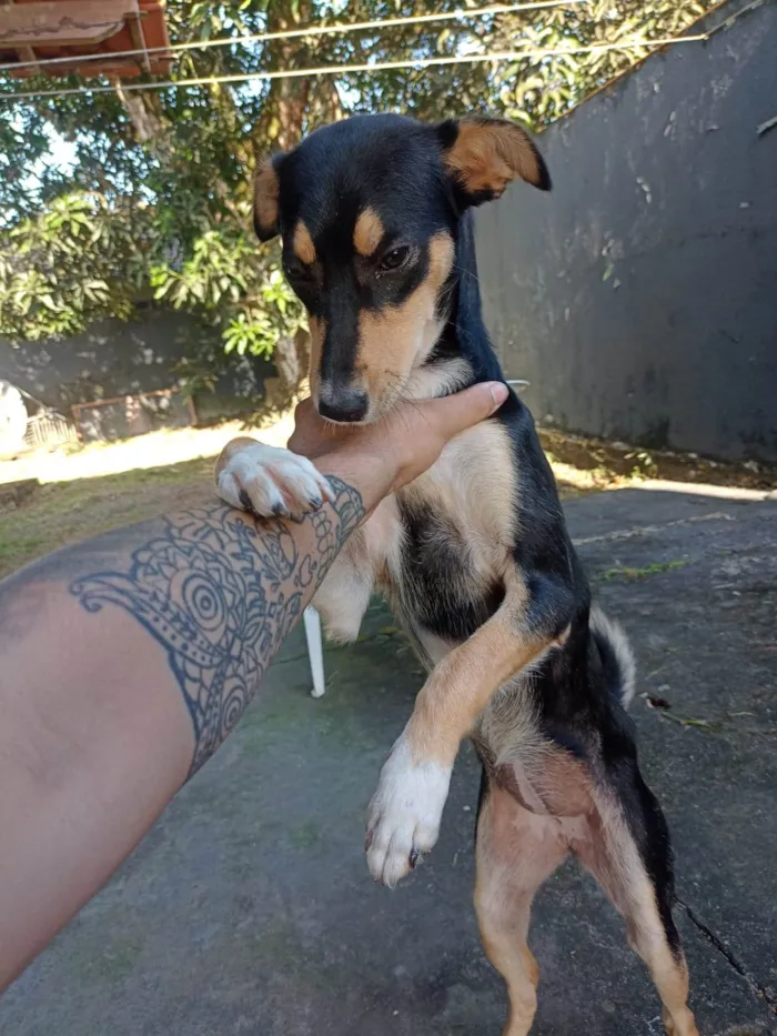 Cachorro ra a SRD-ViraLata idade 7 a 11 meses nome Luna 