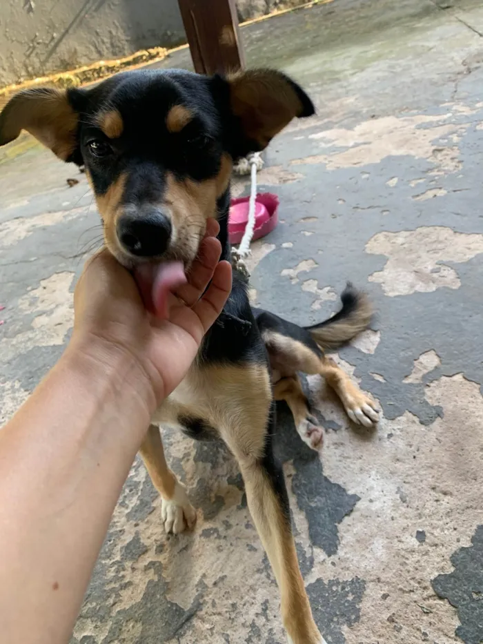 Cachorro ra a SRD-ViraLata idade 7 a 11 meses nome Luna 