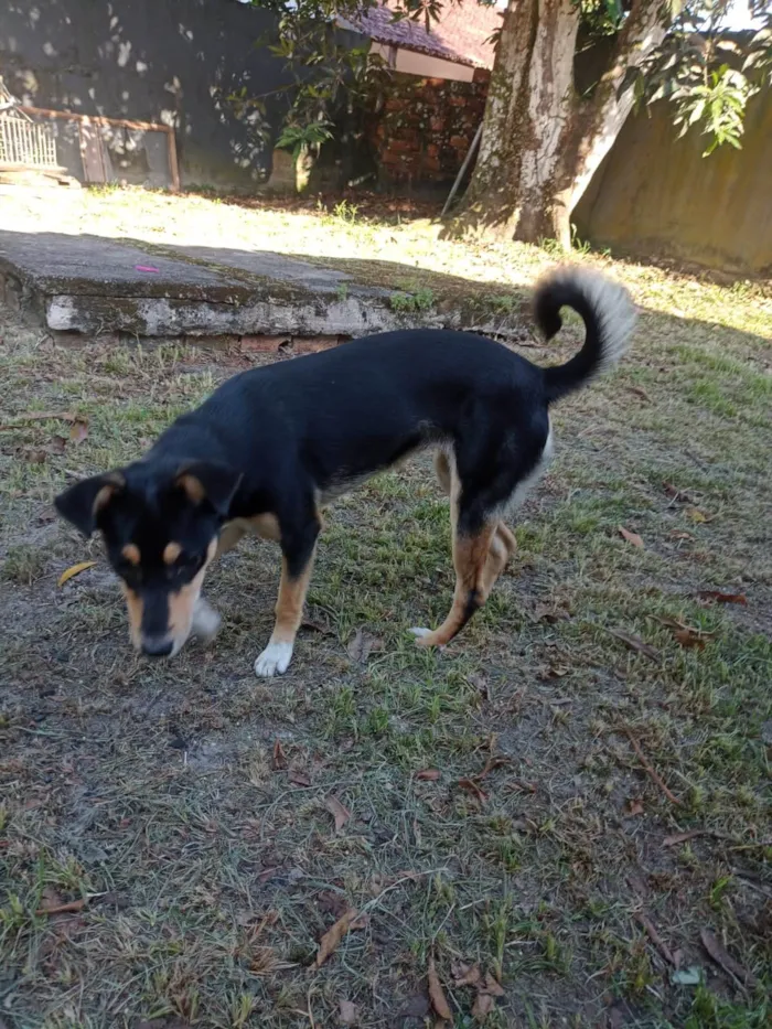 Cachorro ra a SRD-ViraLata idade 7 a 11 meses nome Luna 