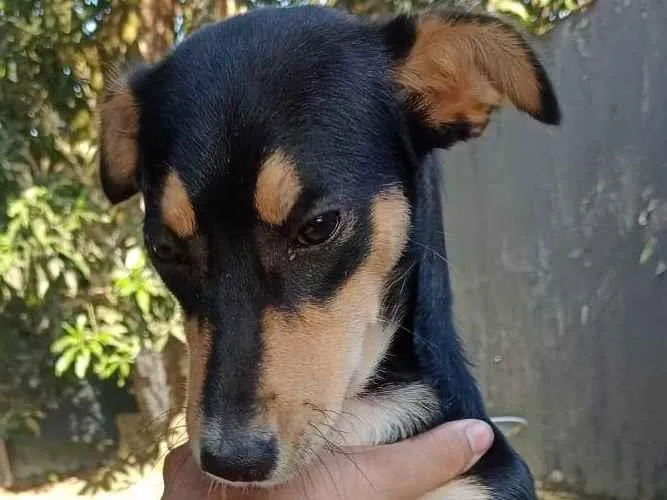 Cachorro ra a SRD-ViraLata idade 7 a 11 meses nome Luna 