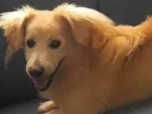 Cachorro raça SRD-ViraLata idade 1 ano nome Duque 