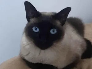 Gato raça  idade 2 anos nome J e A