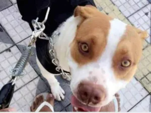 Cachorro raça Srd e peribul  idade 5 anos nome Marley 