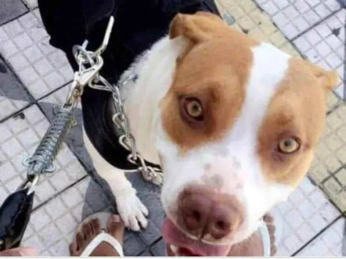 Cachorro ra a Srd e peribul  idade 5 anos nome Marley 