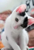Nala 