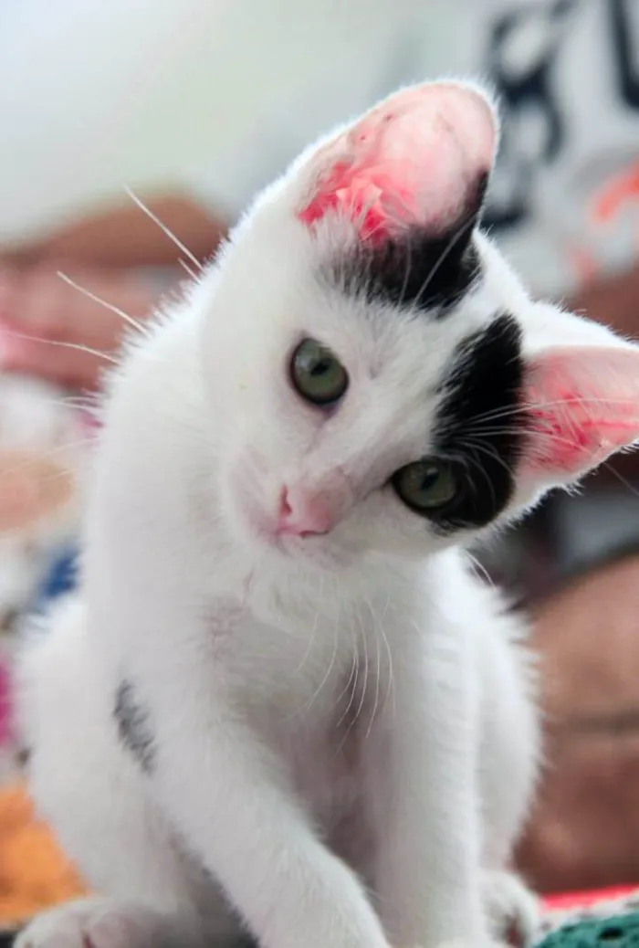 Gato raça SRD-ViraLata idade 2 a 6 meses nome Nala 