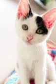 Nala 