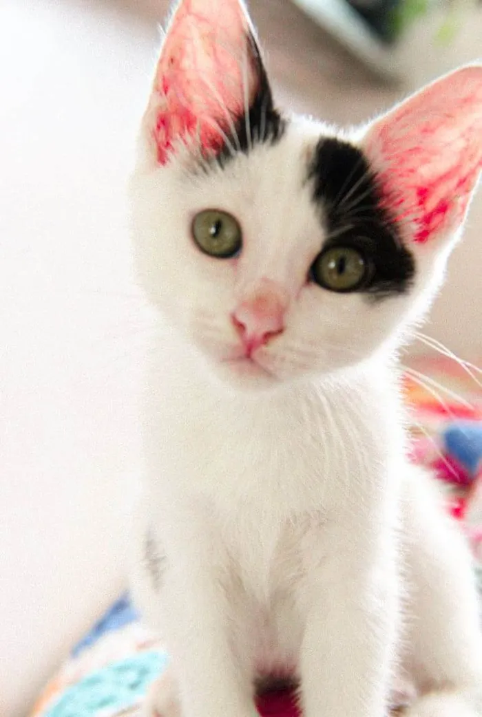 Gato raça SRD-ViraLata idade 2 a 6 meses nome Nala 