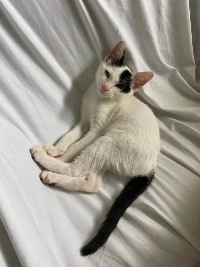 Gato raça SRD-ViraLata idade 2 a 6 meses nome Nala 