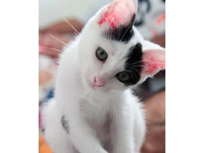 Gato raça SRD-ViraLata idade 2 a 6 meses nome Nala 