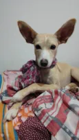 Cachorro raça Srd idade 2 anos nome Elsa