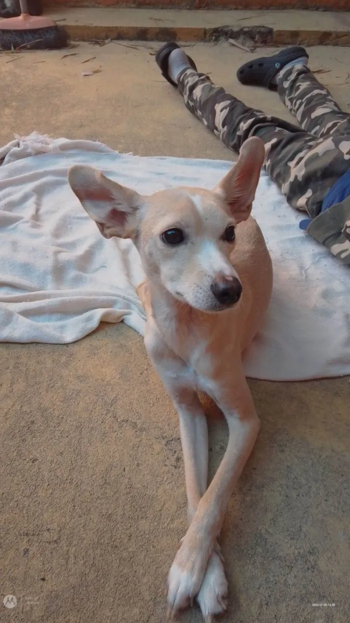 Cachorro raça Srd idade 2 anos nome Elsa