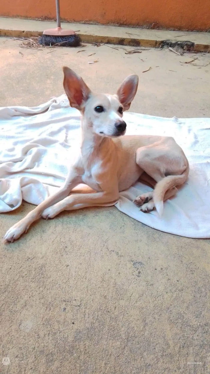 Cachorro raça Srd idade 2 anos nome Elsa