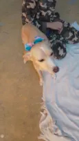 Cachorro raça Srd idade 2 anos nome Elsa