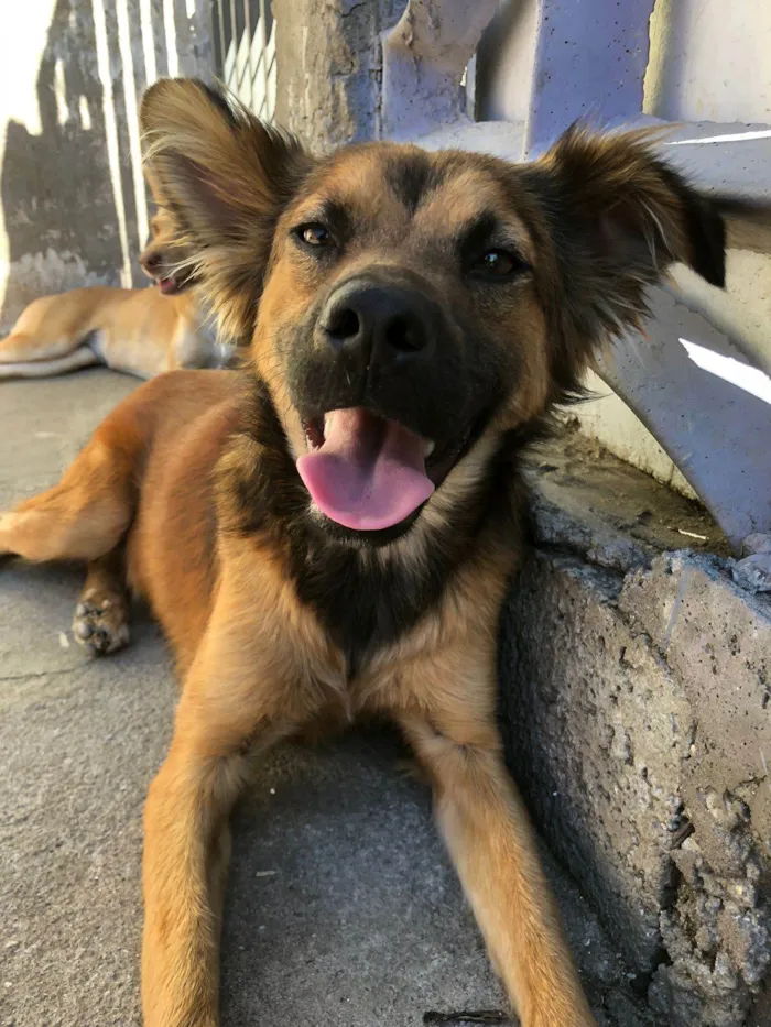 Cachorro ra a SRD-ViraLata idade 1 ano nome Marshal ,rosinha, florzinha,bela ,