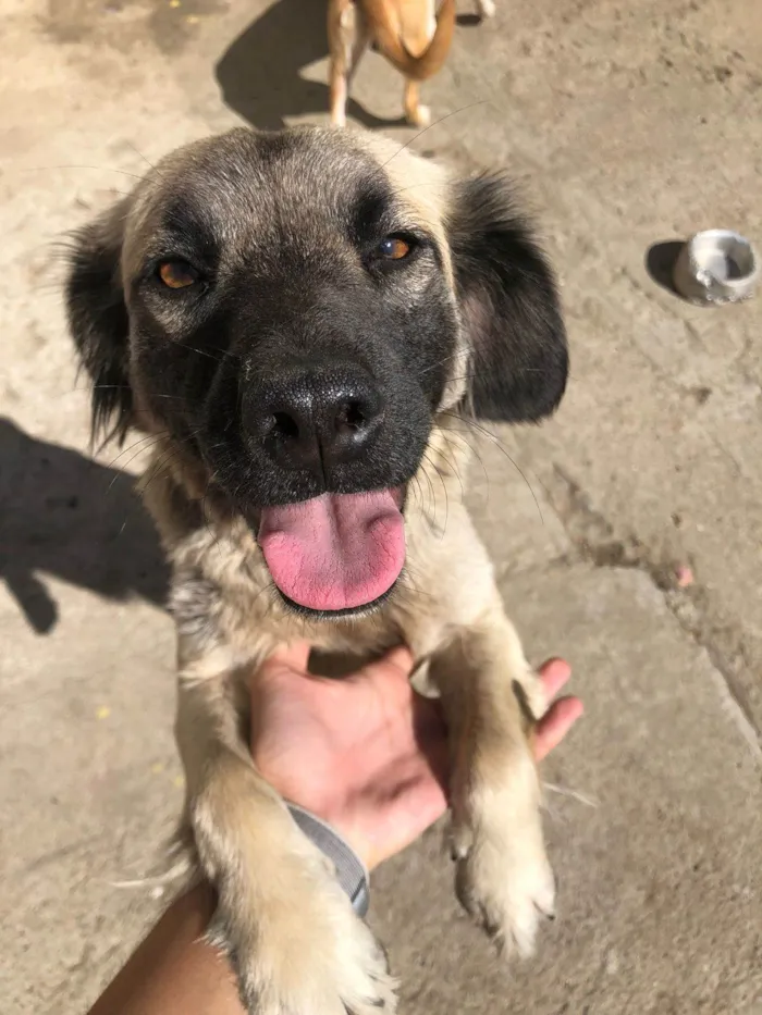 Cachorro ra a SRD-ViraLata idade 1 ano nome Marshal ,rosinha, florzinha,bela ,