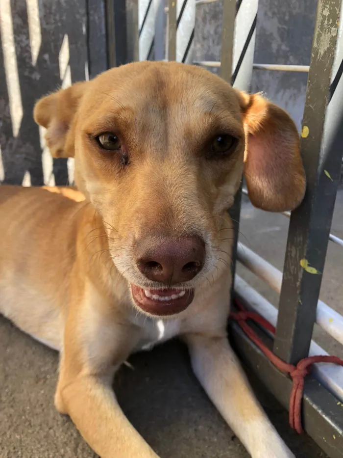 Cachorro ra a SRD-ViraLata idade 1 ano nome Marshal ,rosinha, florzinha,bela ,