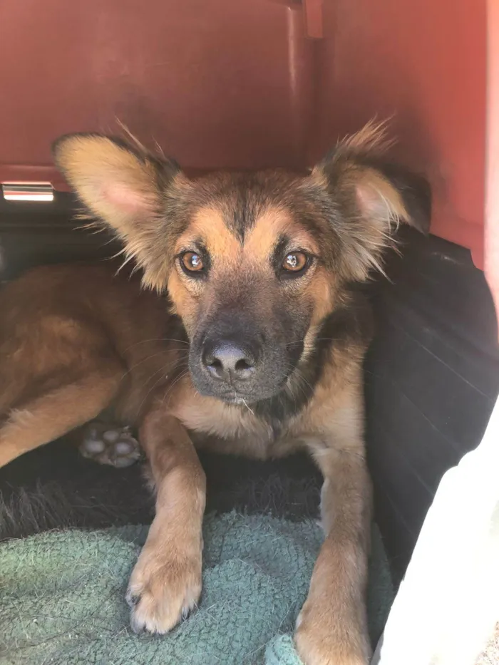 Cachorro ra a SRD-ViraLata idade 1 ano nome Marshal ,rosinha, florzinha,bela ,