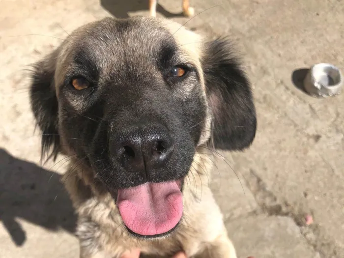 Cachorro ra a SRD-ViraLata idade 1 ano nome Marshal ,rosinha, florzinha,bela ,