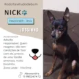 Cachorro raça Pinscher idade 6 ou mais anos nome Nick