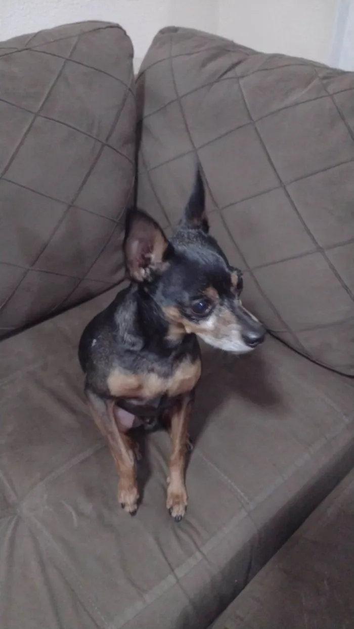 Cachorro raça Pinscher idade 6 ou mais anos nome Nick