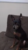 Cachorro raça Pinscher idade 6 ou mais anos nome Nick