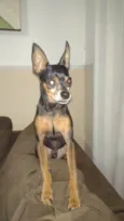 Cachorro raça Pinscher idade 6 ou mais anos nome Nick